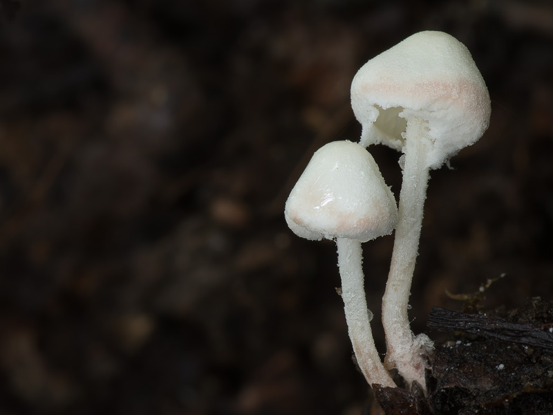 Cystolepiota seminuda